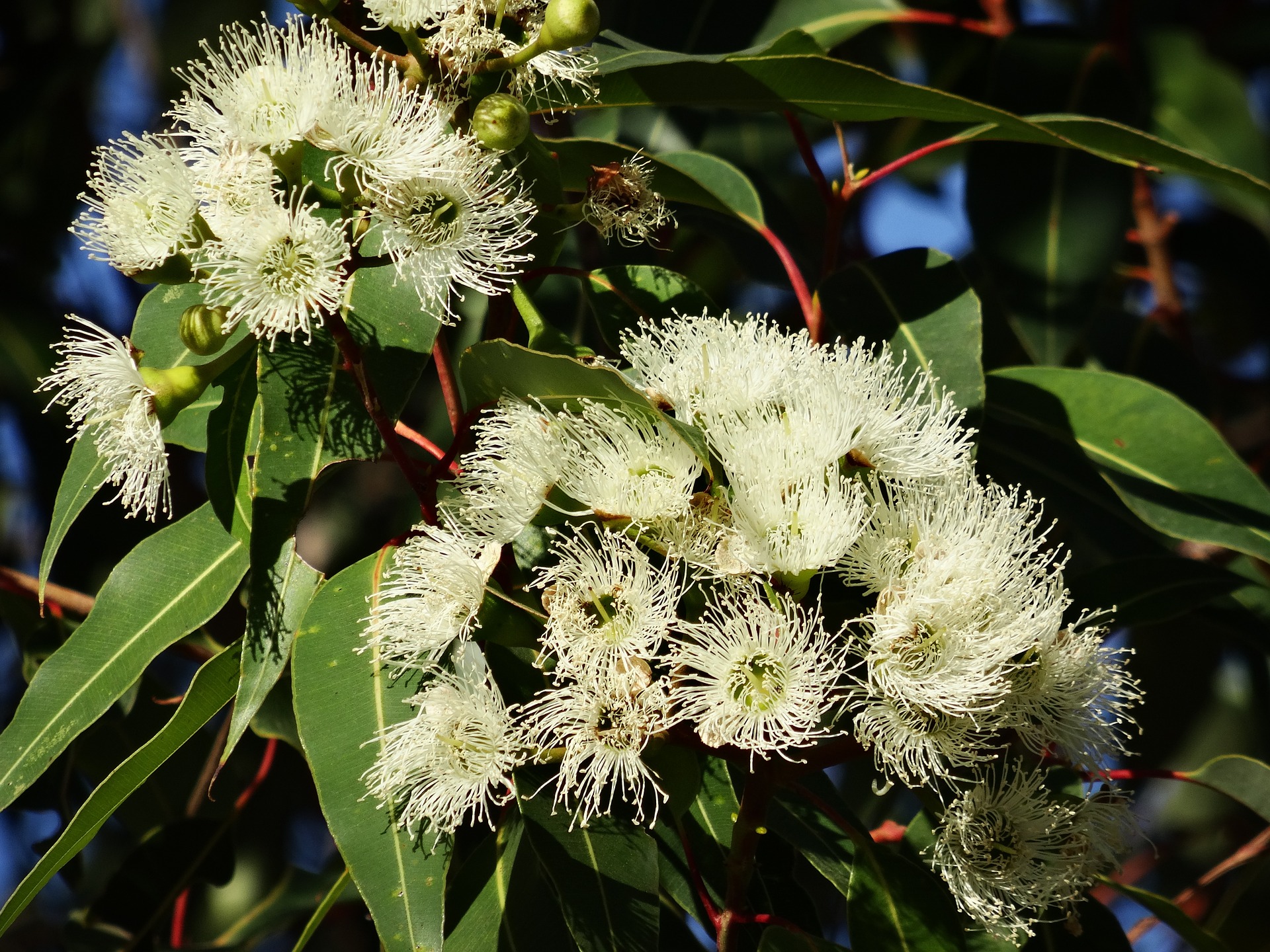 eucalyptus trees