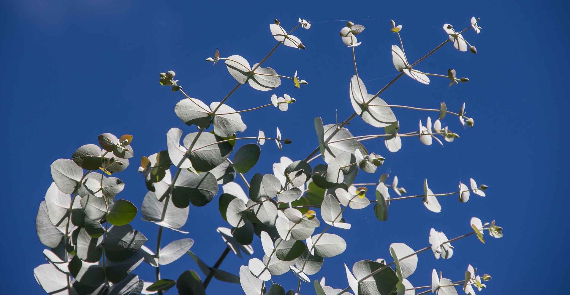 Eucalyptus Trees Of Georgioupolis Offer Significant Health Benefits