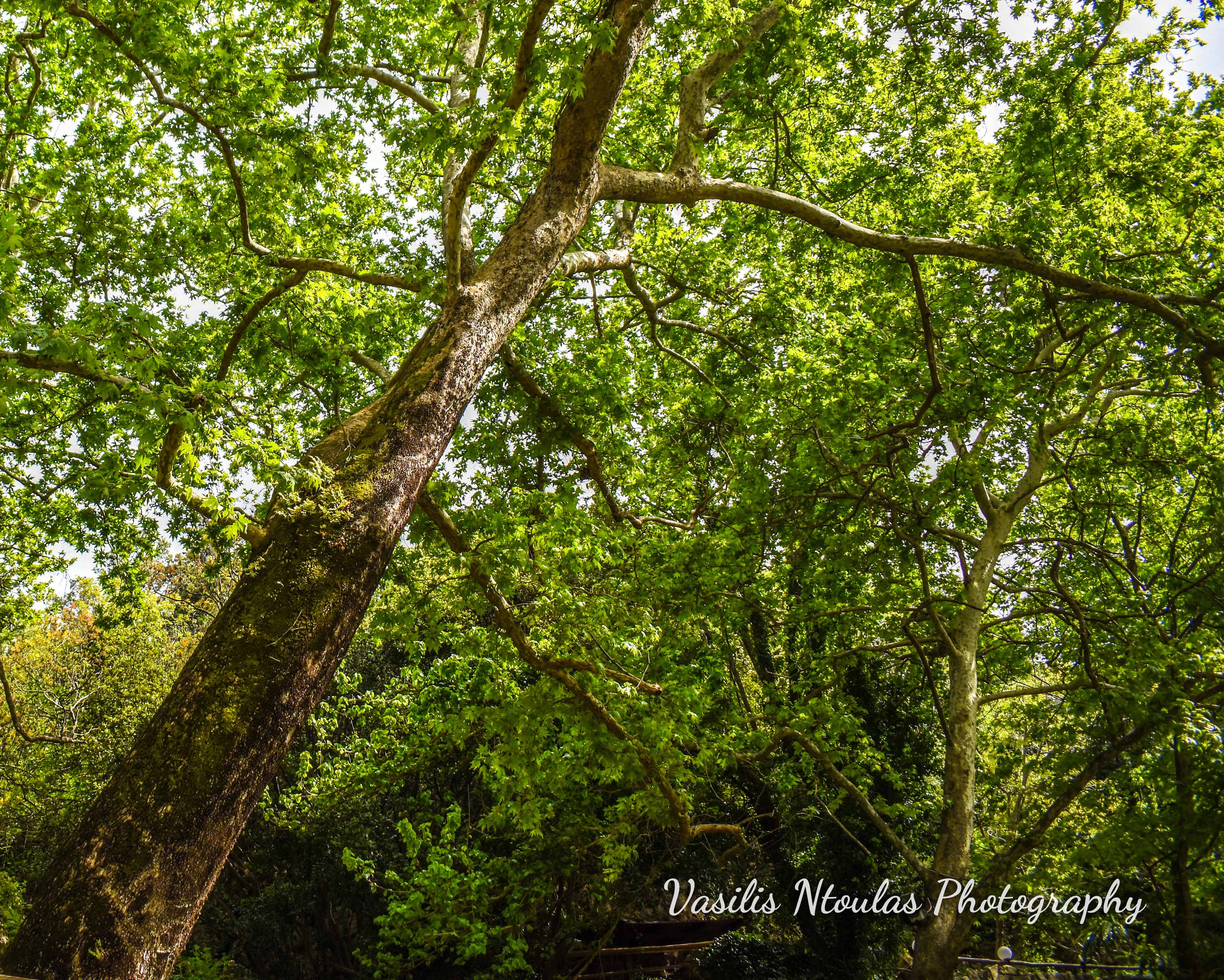 Argiroupoli_tree1