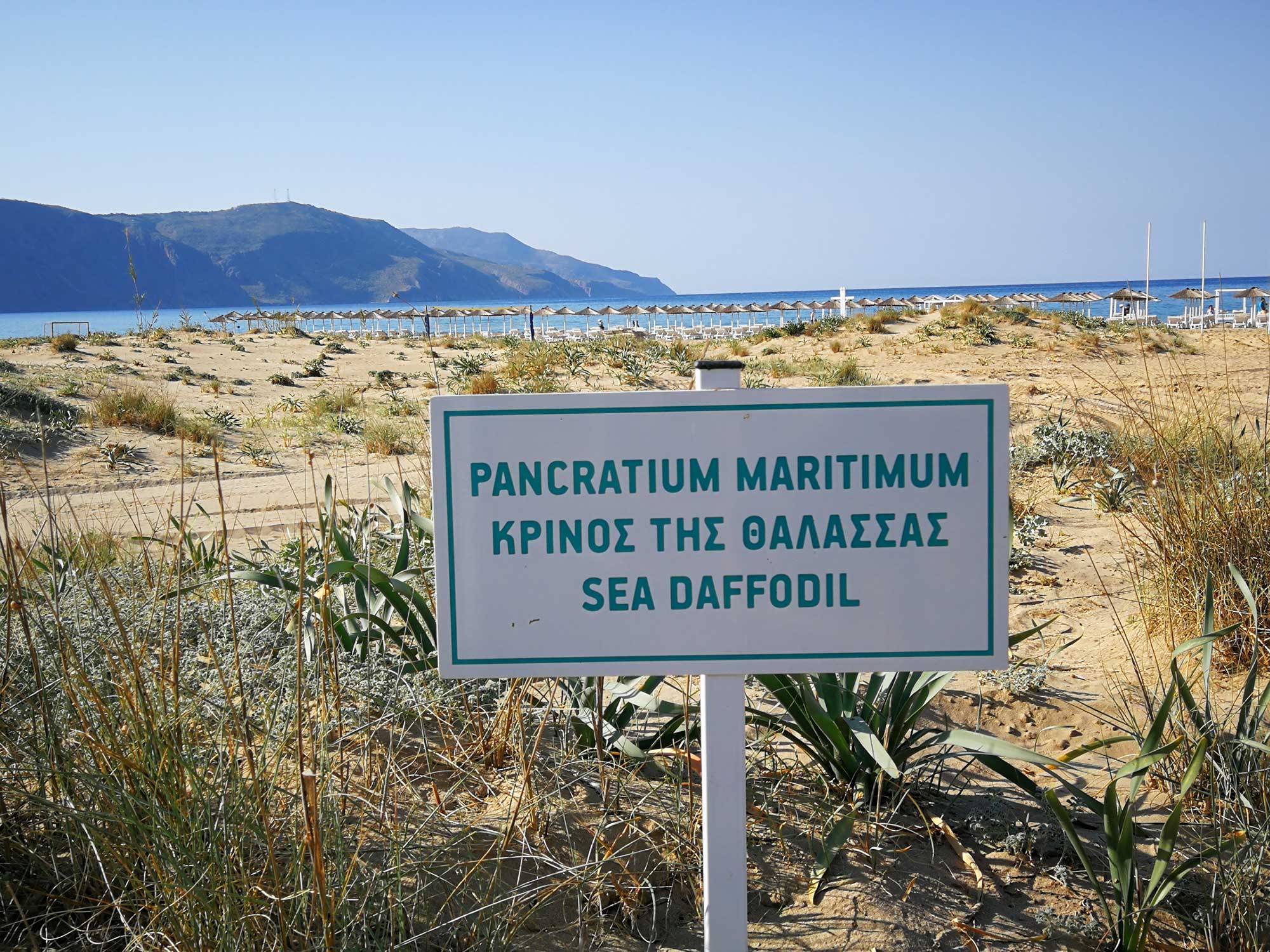 Natura 2000 protected sea daffodils