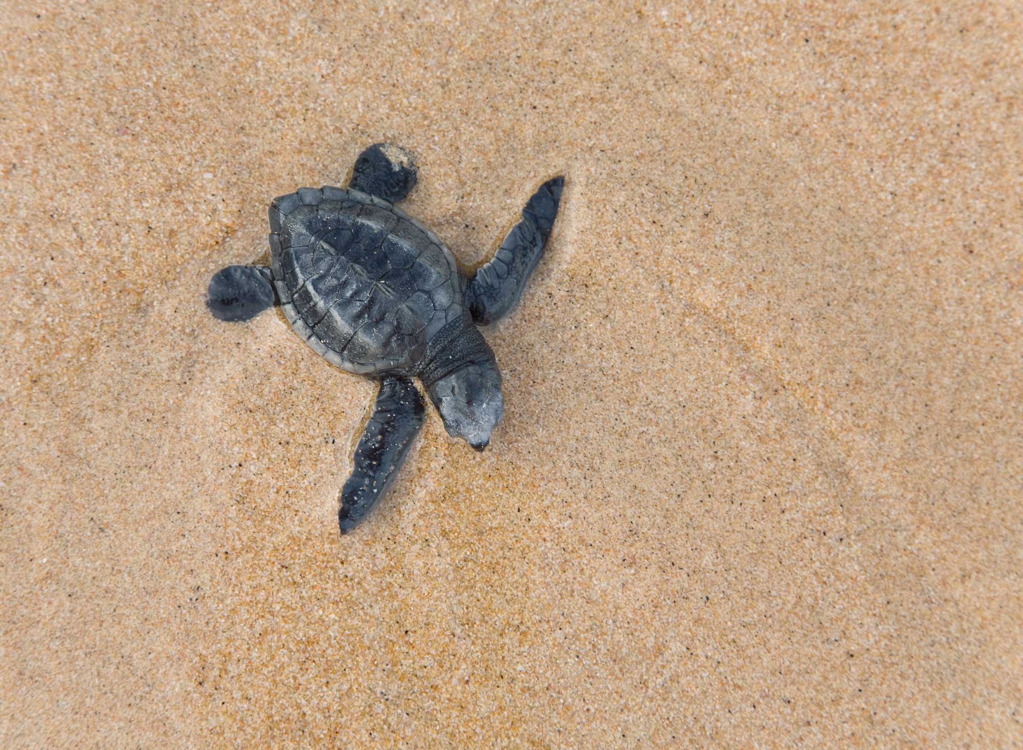 Close-up of baby Loggerhead sea turtle