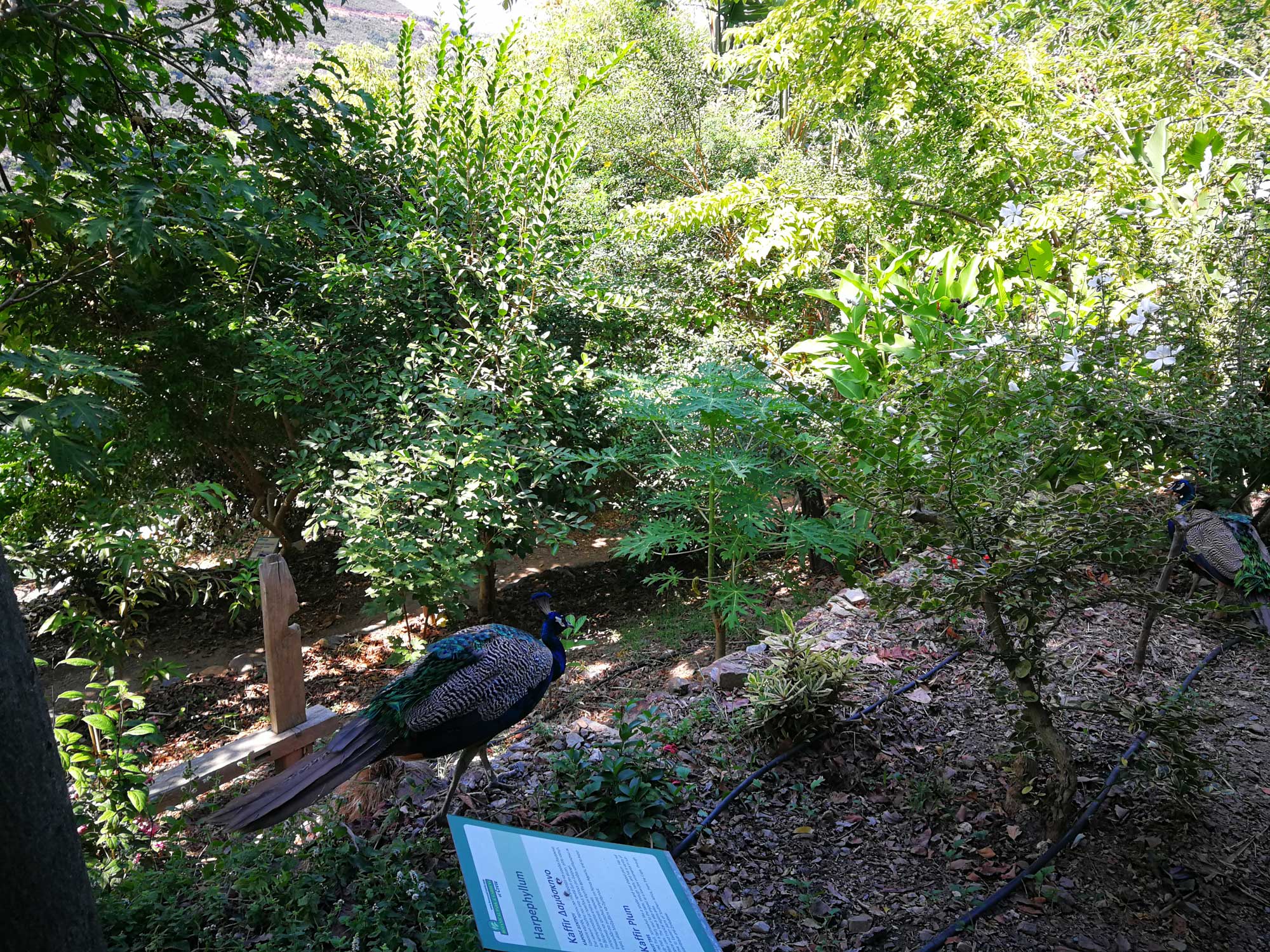 Peafowl in the Botanical Park & Gardens of Crete