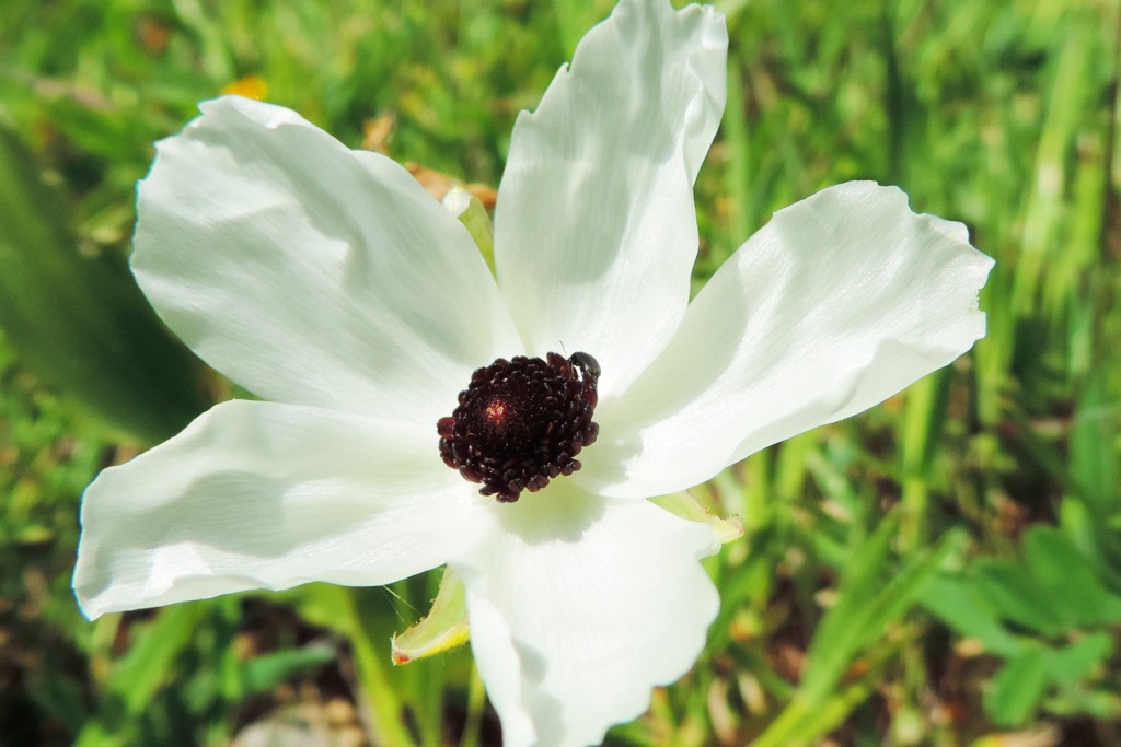 One of Crete’s early risers: Ranunculus asiaticus - also known as the Asian buttercup.