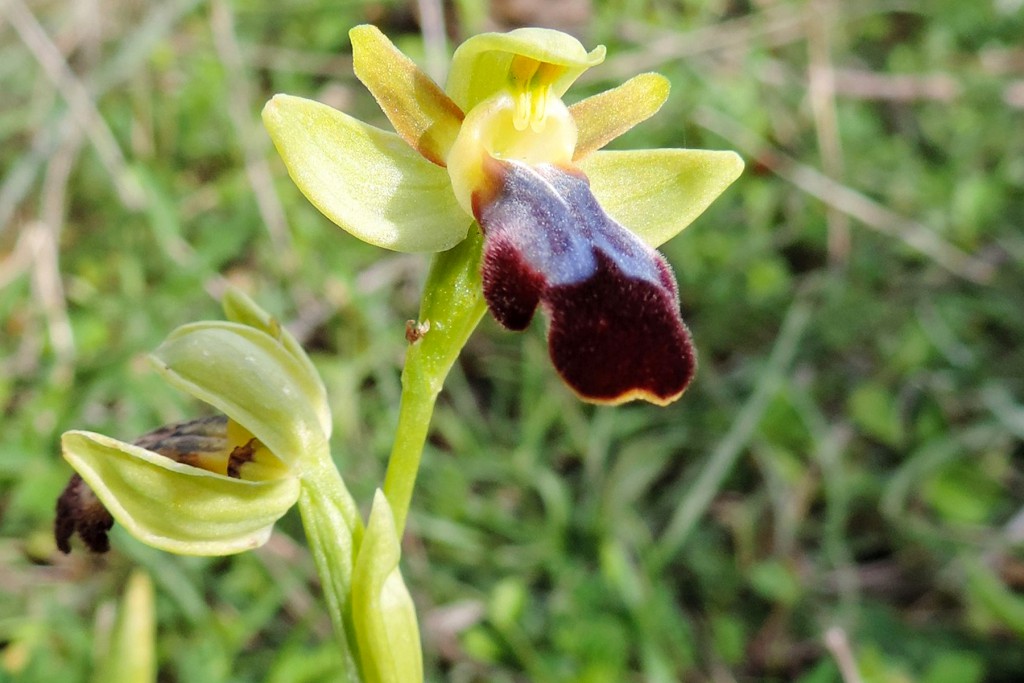 More than 60 species of orchid grow on Crete; Ophrys mesaritica is one of the first to flower each year.