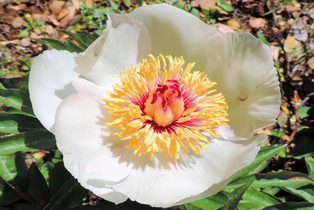 Paeonia clusii - found at high altitudes, especially in the mountains of Dikti and the Lefka Ori, the White paeonia is endemic to Crete and Karpathos.