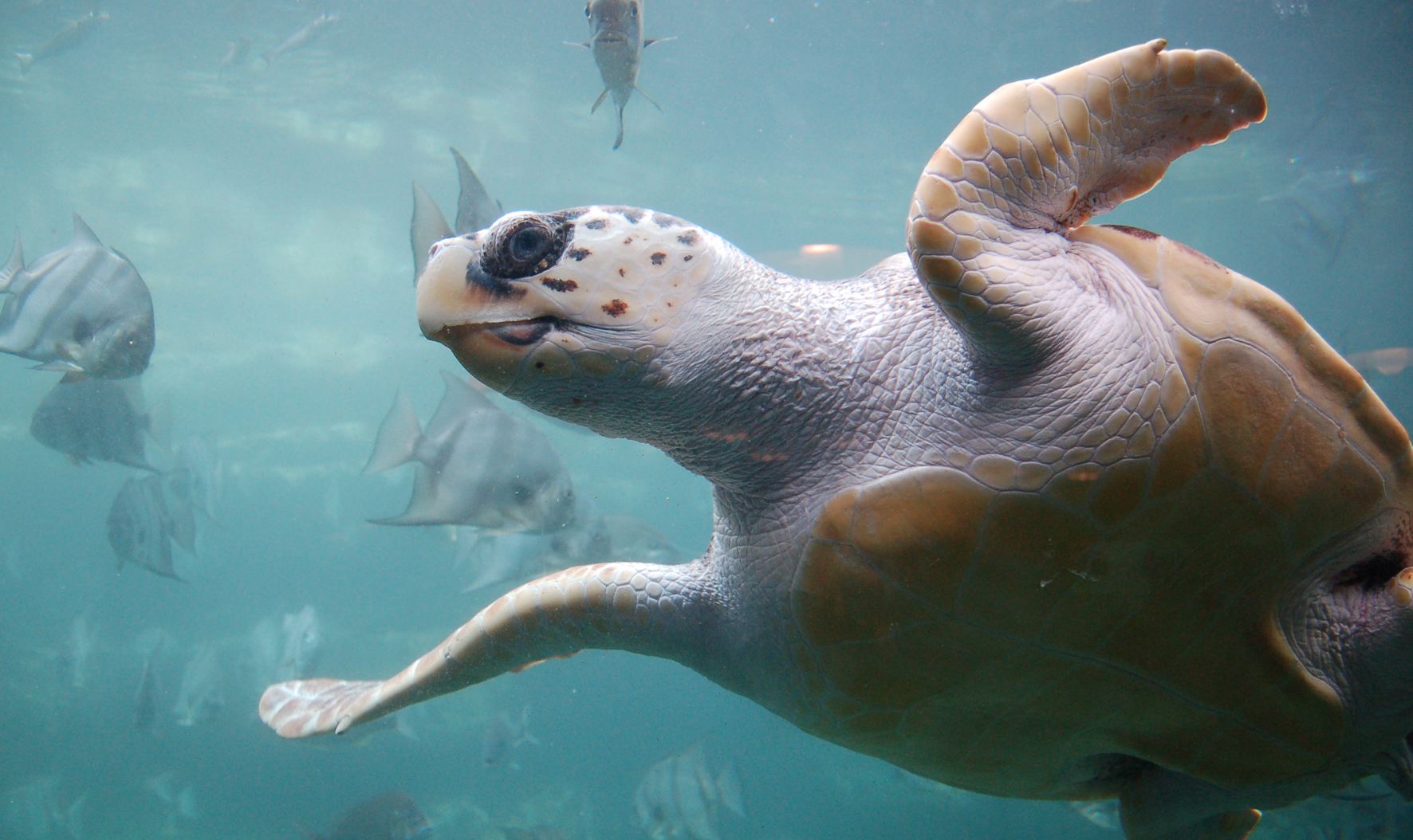 Circle of life: protecting Crete’s precious turtles