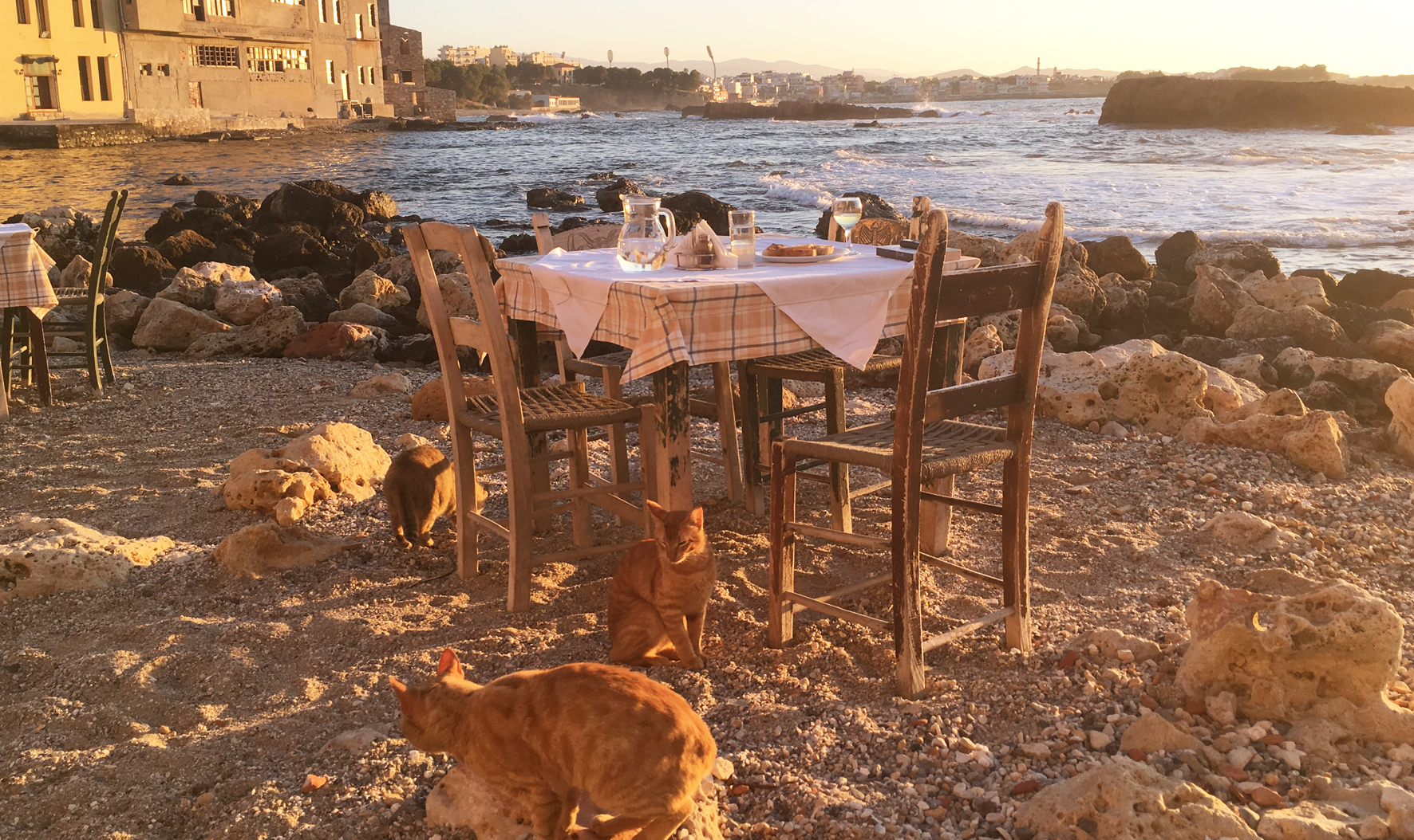 Fish dinner with feline friends in Tabakaria.