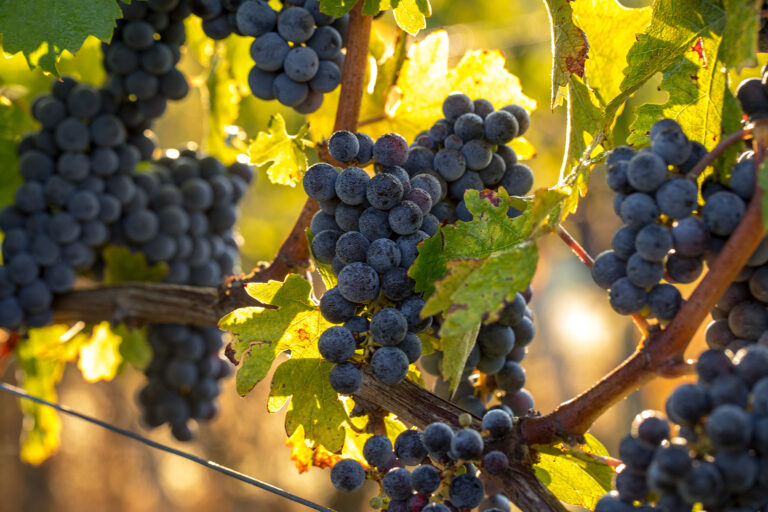 The Grape Harvest in Crete: A Living Tradition Rooted in Time